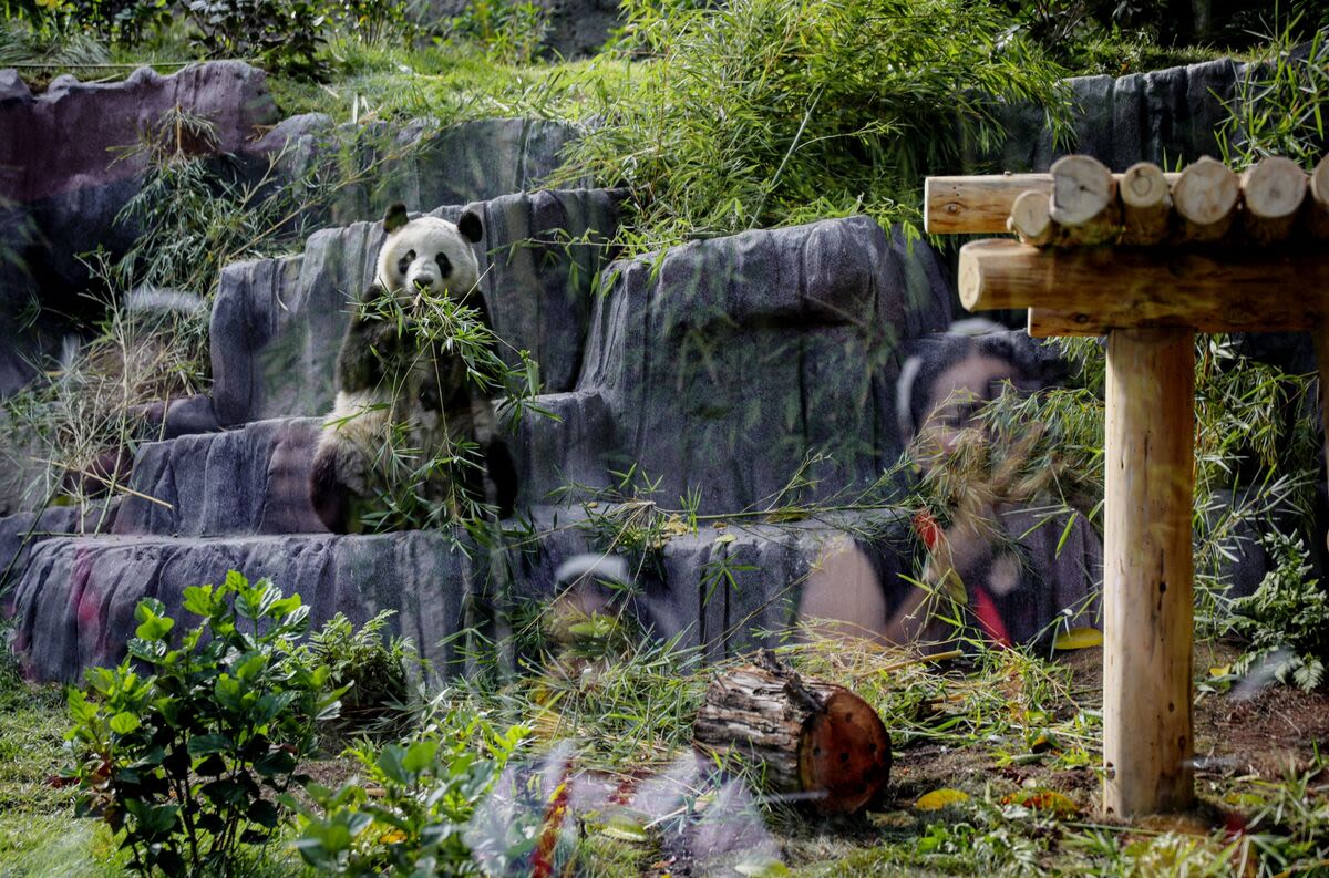 Citadel Helps the Pandas, Larry Ellison’s Resort