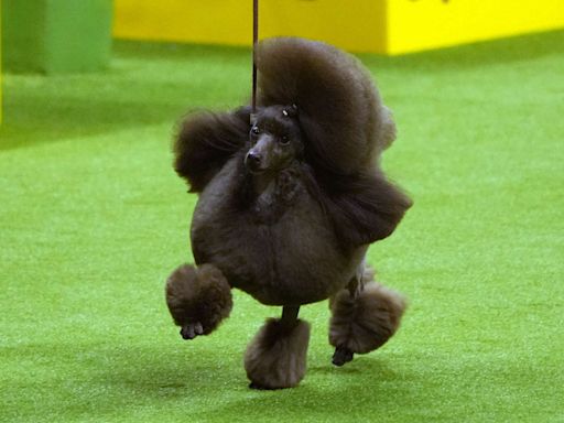 Sage the Miniature Poodle Wins Best in Show at the 2024 Westminster Dog Show