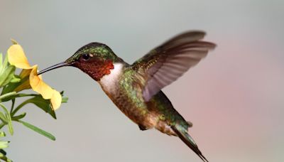 Hummingbirds make their way north in spring migration