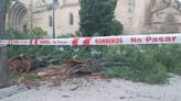 Las rachas de viento hacen caer varios árboles y ramas en Úbeda