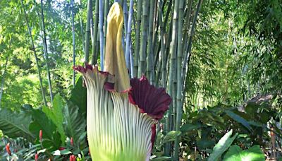 UPDATE: Cosmo the Corpse Flower has bloomed