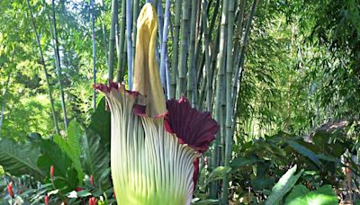 CSU’s corpse flower is about to bloom