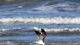 The Coastal Bird Ambassador program is helping make Tybee paradise for the people and the birds