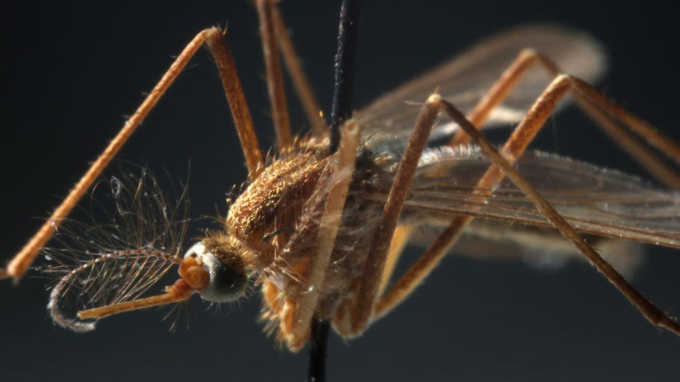Early West Nile activity may point to a once-in-a-decade spike in infections. Here’s what survivors want you to know