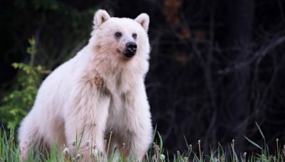 After death of beloved bear in B.C., experts look for lessons