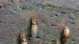 Billions of cicadas will pop up in the Midwest this spring, including KC. Here’s why