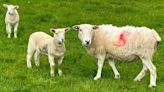 Will a new livestock worrying law reduce attacks?