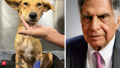 Ratan Tata in search of blood donor: Help needed to save critically ill dog