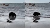 Tourists see ‘unusual’ animal at Australia beach, video shows. ‘Great deal of mystery’