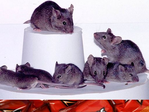 Dye in Doritos used in experiment that, like a 'magic trick,' created see-through mice