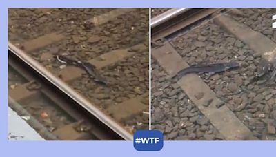 Viral video: Amidst the waterlogging issue in Mumbai, fishes were spotted on the railway tracks