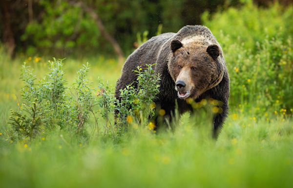 A 72-year-old was alone picking huckleberries in a Montana forest. Then, a grizzly bear attacked him - East Idaho News