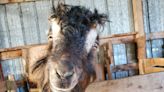 Goats pee on their faces to attract mates