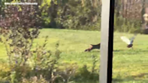 WATCH: Bobcat prowls Wesley Chapel backyard before snatching duck mid-flight