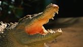 'Eyes coming straight for me': Huge crocodile launches itself into boat with jaws wide open in strange attack