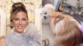 Kate Beckinsale Shares Videos of Her Pomeranian at Home amid Health Concerns and Hospital Visits