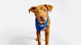 'Puppy Bowl XX' to feature 131 adoptable dogs