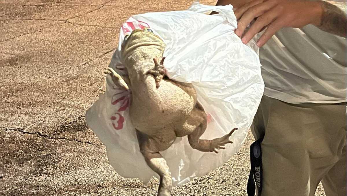 Footlong cane toad removed from Marco Island homeowner's backyard