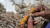 AP finds grueling conditions in Indian shrimp industry that report calls 'dangerous and abusive'