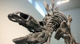Stegosaurus Skeleton Sells for a Whopping $44 Million
