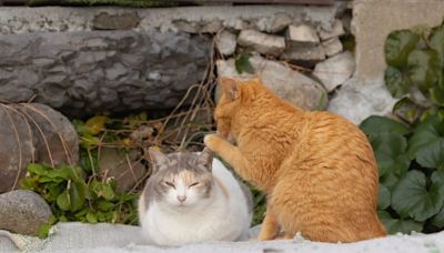 Qué significa que sueñe con gatos y cuál es su relación con el sentido de libertad según la psicología