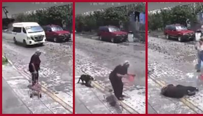 VIDEO: Jauría de perros ataca a una mujer en Querétaro