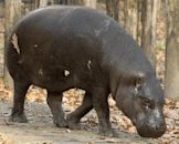 Hippopotamidae