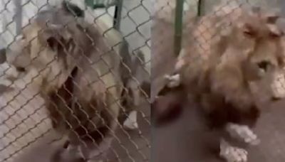 ¡Un león en el Edomex! Hallan al felino en una casa y lo aseguran