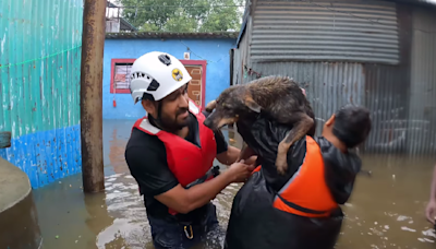 Watch Video: Pune's RESQ Charitable Trust Heroes Rescue Animals In Flood-Ravaged Areas