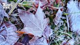 耶誕前大雪山飄下首場瑞雪 綠葉結霜如冰雪奇緣