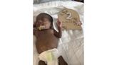 `Micropreemie' baby who weighed just over 1 pound at birth goes home from Illinois hospital