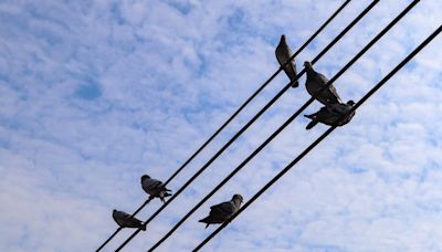 ¿Por qué las palomas no se electrocutan con los cables?