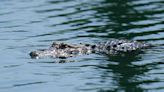 MMA fighter Mike Dragich helped capture 10-foot alligator outside Florida school