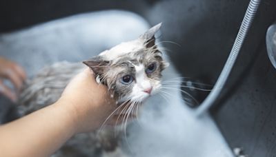 Bathtub Full of Ragdoll Kittens Getting Their First Wash Are Shockingly Calm