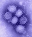 Influenza A virus subtype H1N1