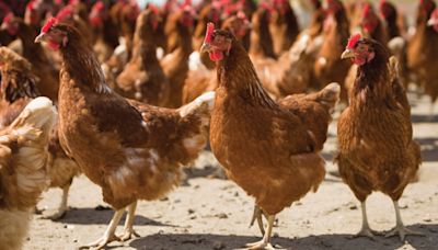 Coping with hot spells in free-range layer flocks - Farmers Weekly