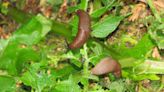 Stop slugs attacking plants in minutes using homemade barrier pests will avoid