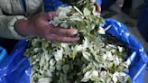 Hoja de coca en Bolivia, de símbolo cultural a la búsqueda de despenalización