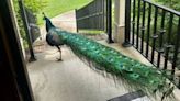 Earl ‘the elusive peacock’ keeps giving GA animal control officers the runaround