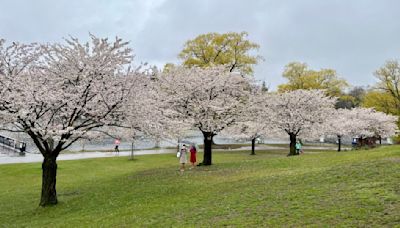 Toronto’s cherry blossoms will peak next week. How long will they be around?