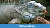 El director de Derechos Animales ordenó a las CCAA no requisar las iguanas porque es inconstitucional