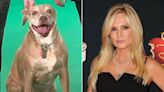 Tamra Judge's 13-Year-Old Dog Bronx Dies: 'Our Lives Will Never Be the Same Without You'