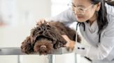 Congenital Stationary Night Blindness in Dogs: Symptoms, Causes, & Treatments