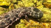 Saving the hellbender: 10,000th endangered salamander released in Missouri