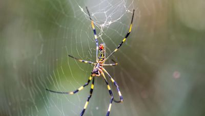 All About the Venomous Flying Spiders Invading This Summer — and When They're Coming to Your Area