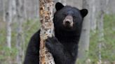 Rare bear attack in Vermont foiled with a flashlight; ‘it was terrifying’