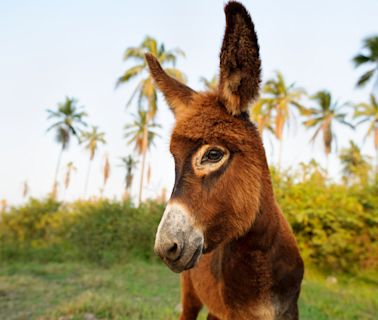 20 Funny & Unique Names Perfect for Pet Donkeys