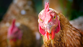 Legal challenge to chicken farm approval