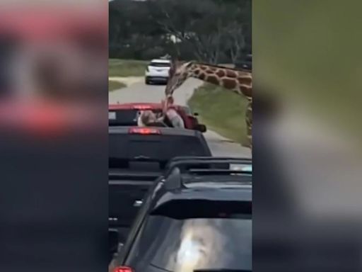 Watch the moment a giraffe snatched a toddler along a Texas drive-thru safari