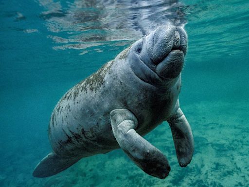 Florida residents were shocked to see a manatee swimming in their human-made lake. A biologist thinks she knows how it got there.